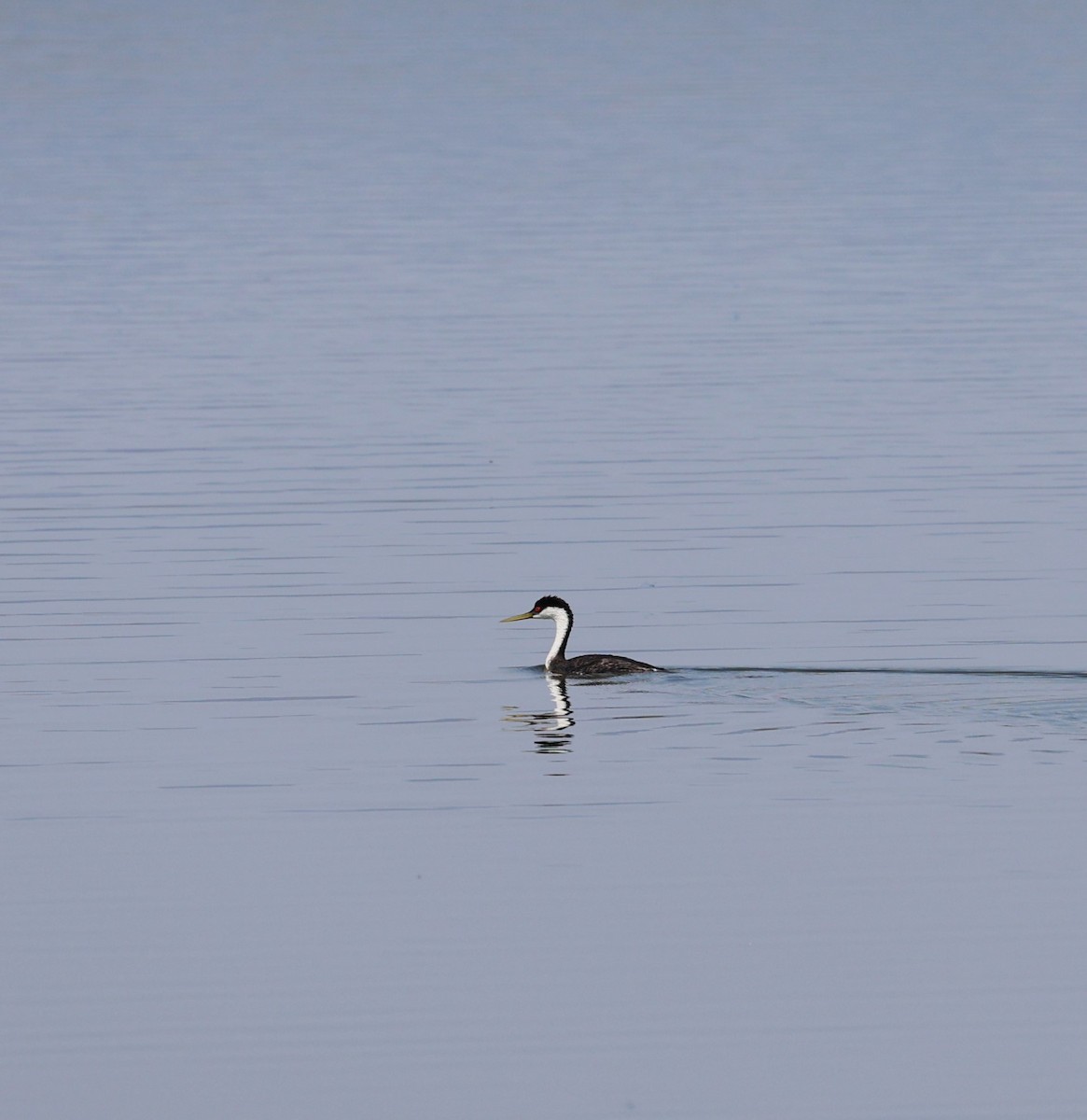 Western Grebe - ML640531653