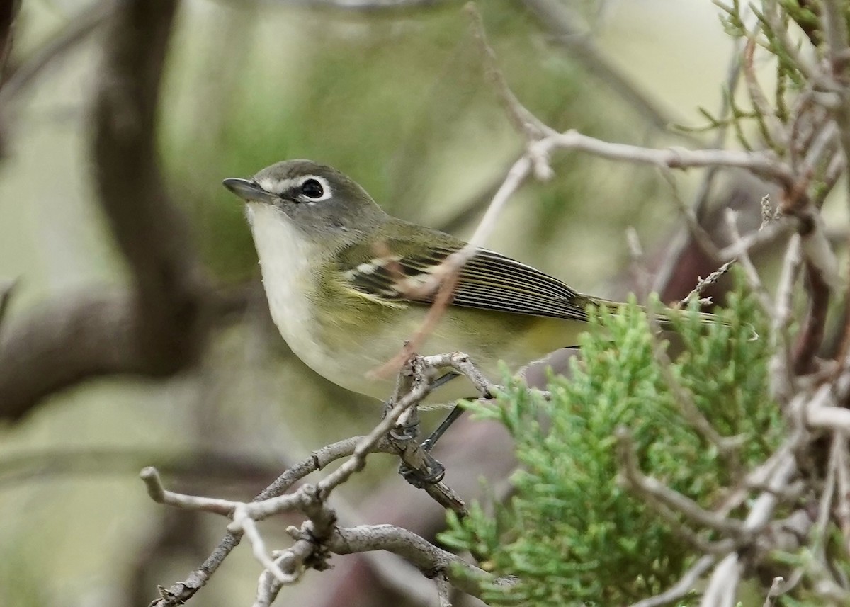 Cassin's Vireo - ML640531656