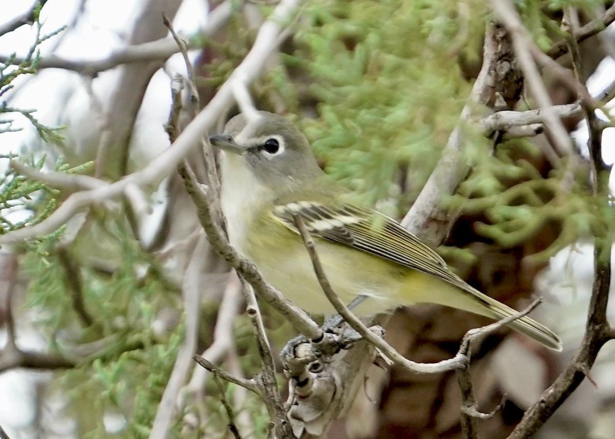 Cassin's Vireo - ML640531657