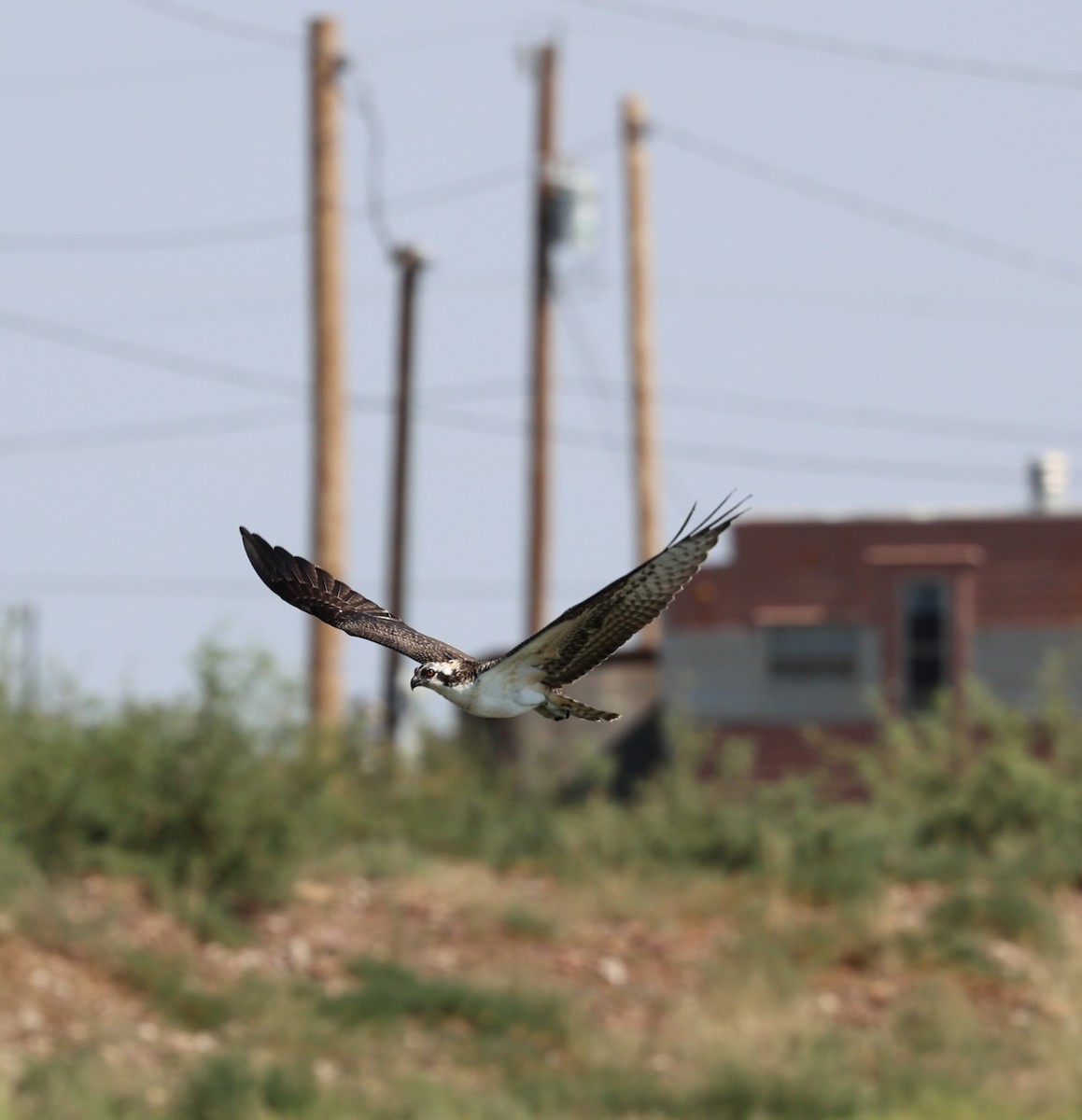 Osprey - ML640531662