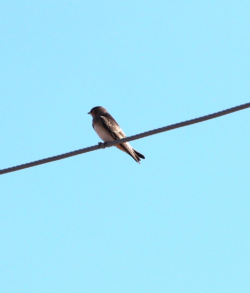 Cave Swallow - ML640531677