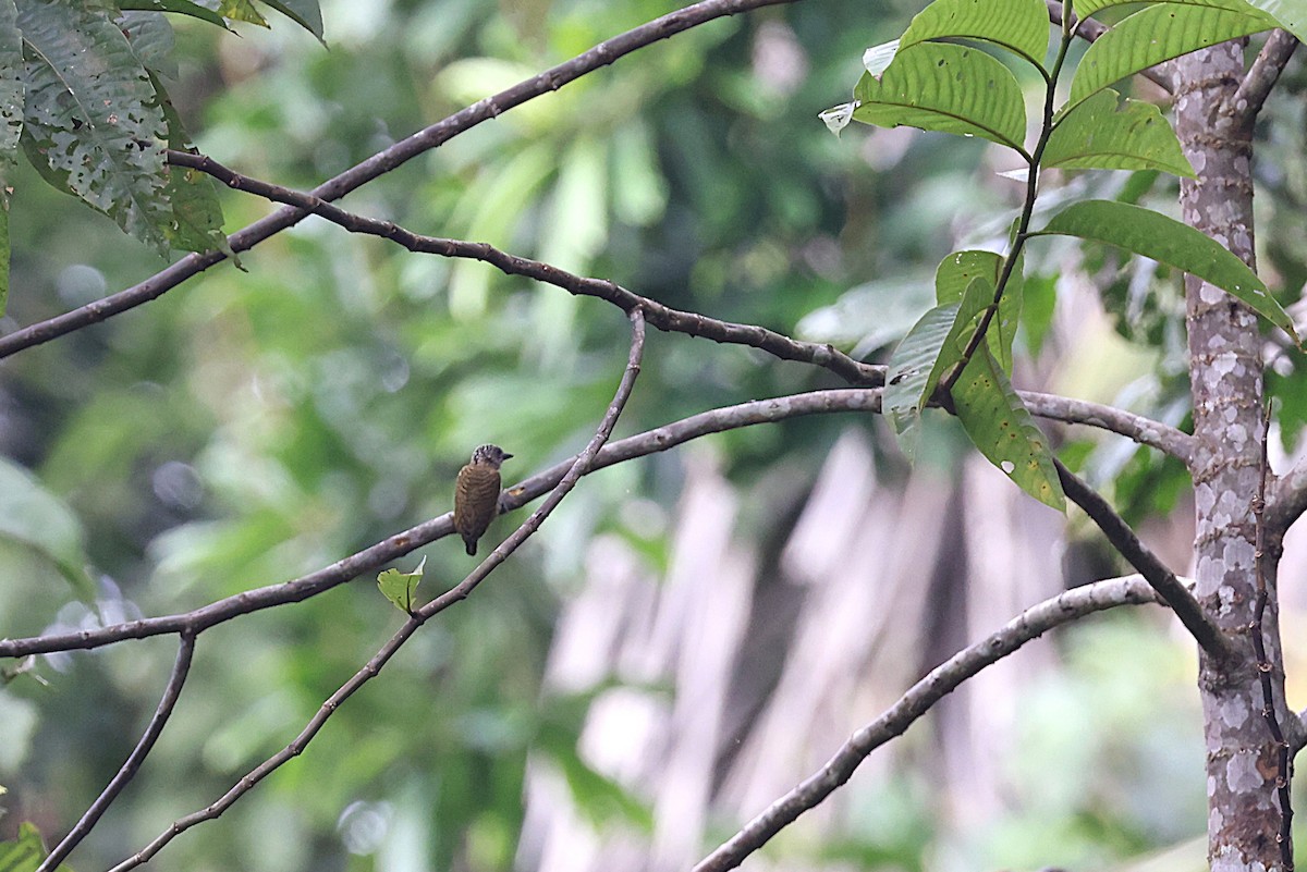 Lafresnaye's Piculet - ML640531760