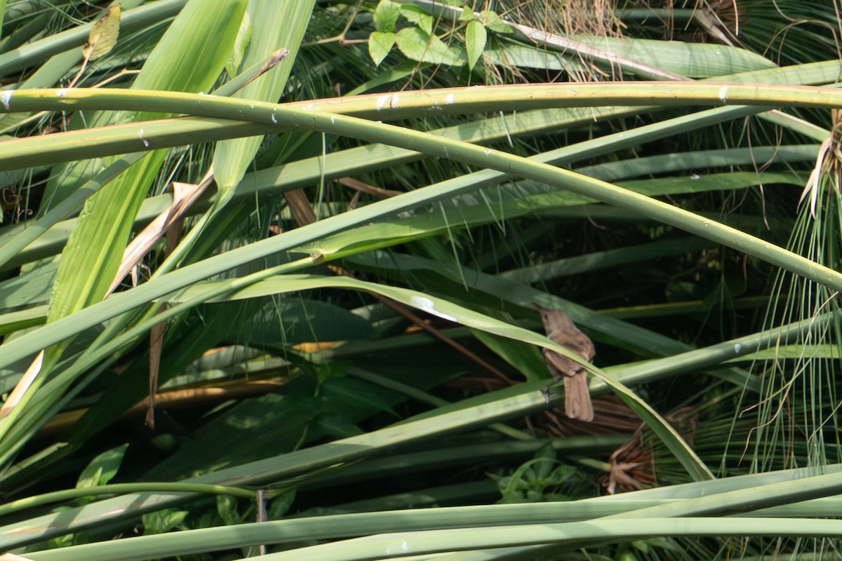 Greater Swamp Warbler - ML640531768