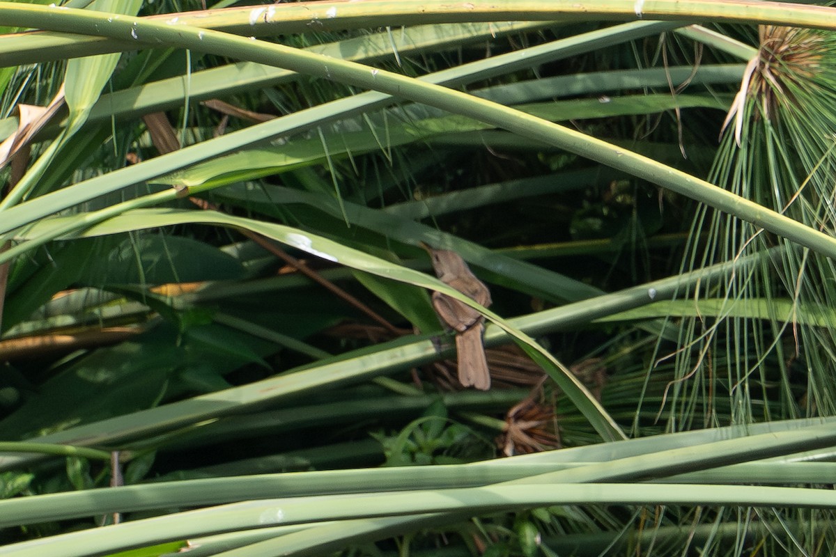 Greater Swamp Warbler - ML640531776