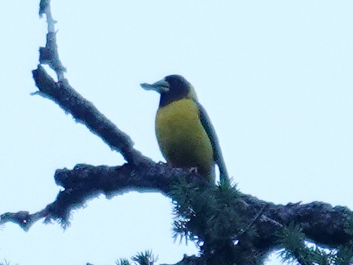 Black-and-yellow Grosbeak - ML640531837