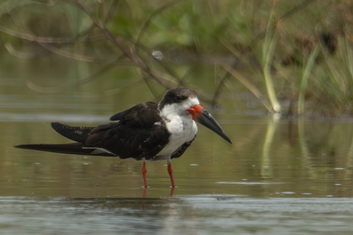 Black Skimmer - ML640531858