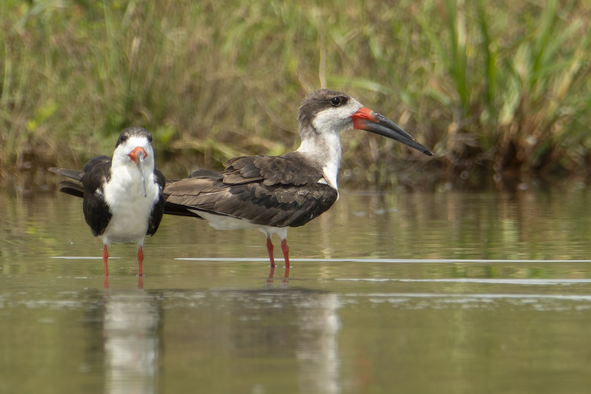 Black Skimmer - ML640531859