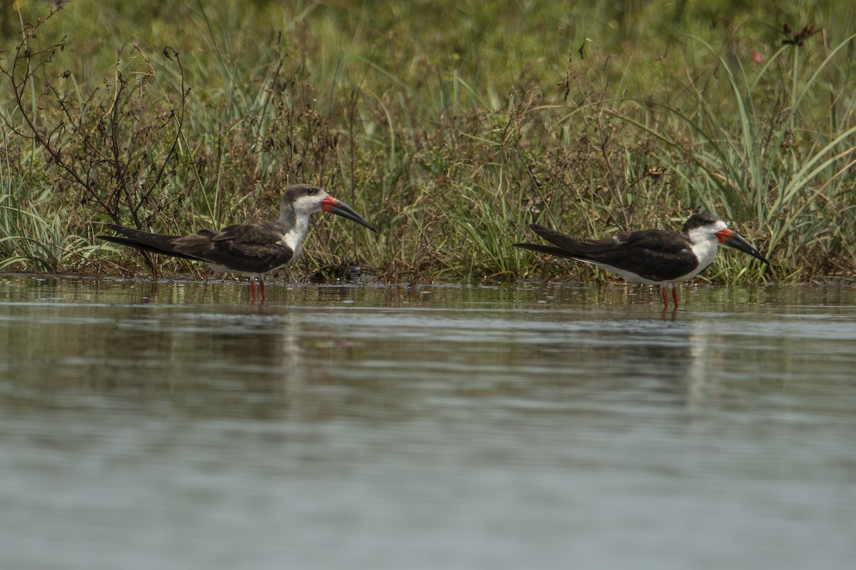Black Skimmer - ML640531860