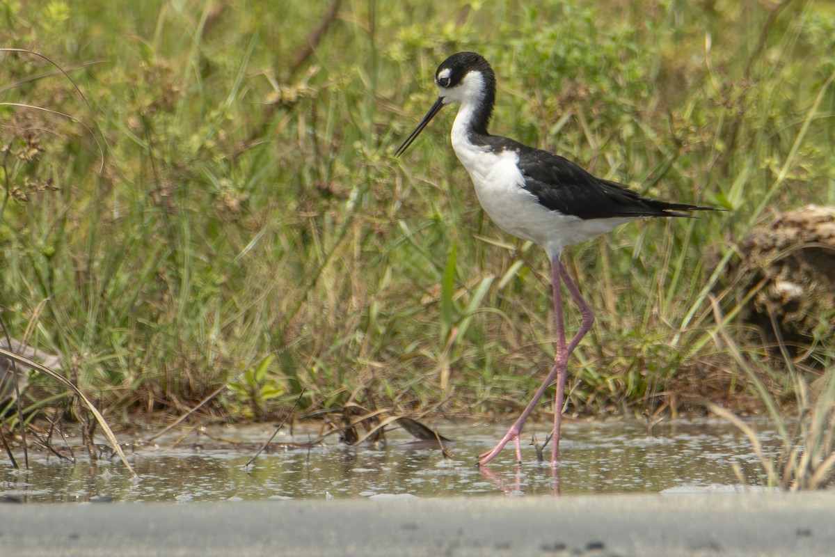 Black-necked Stilt - ML640531865