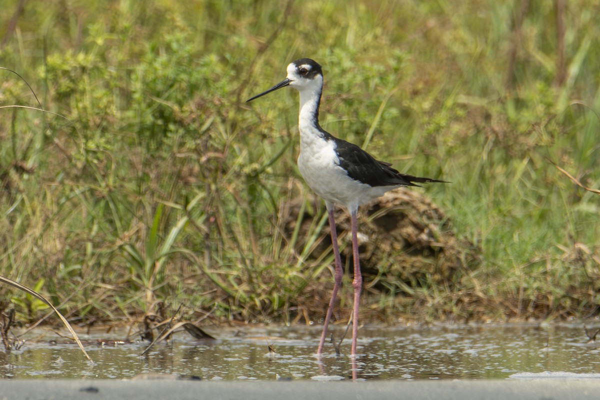 Black-necked Stilt - ML640531866