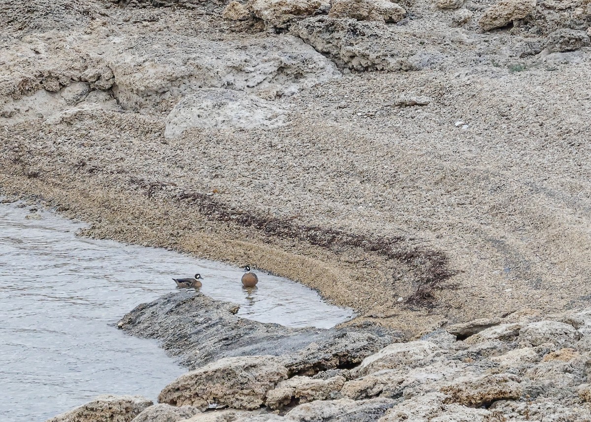Spectacled Duck - ML640531880