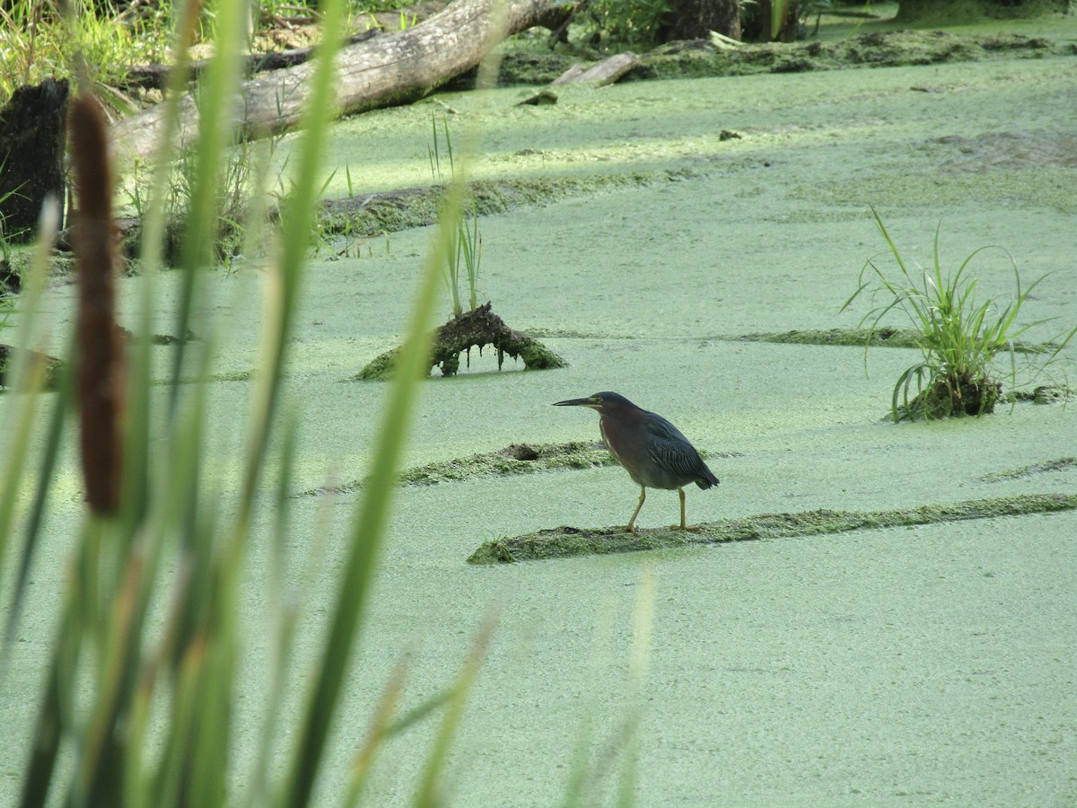 Green Heron - ML640531912