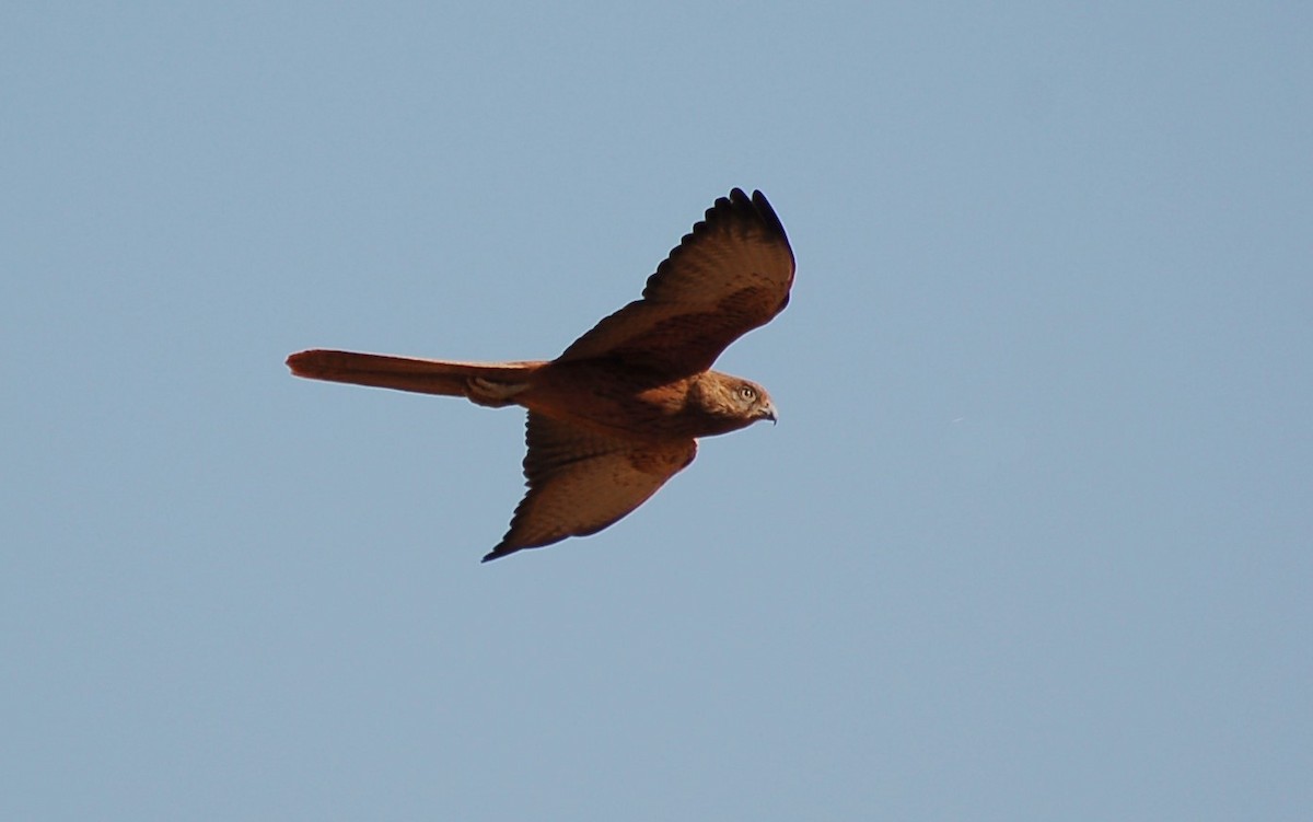 Fox Kestrel - ML640531925