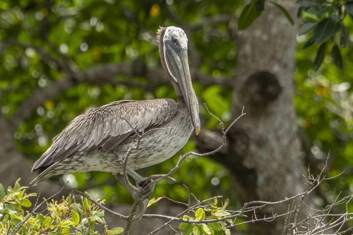 Brown Pelican - ML640531929