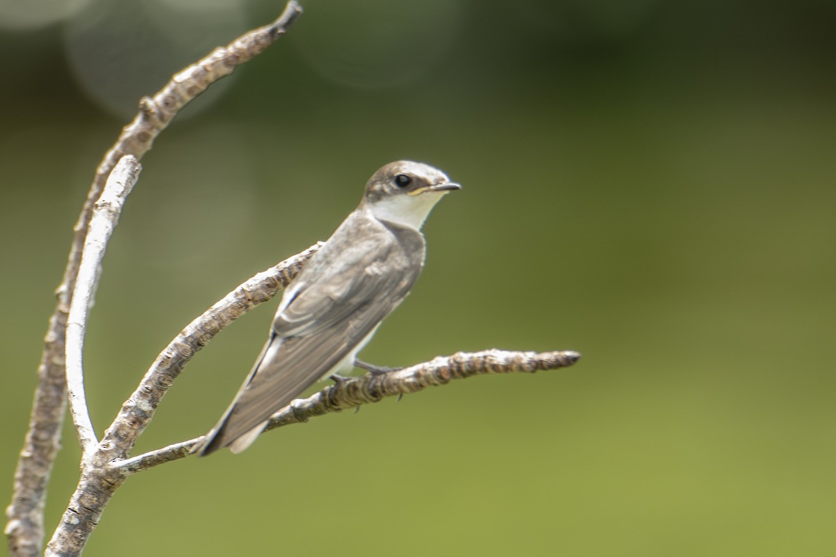 Mangrove Swallow - ML640531937