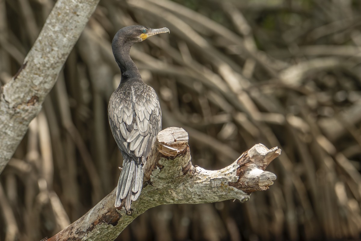 Neotropic Cormorant - ML640531965