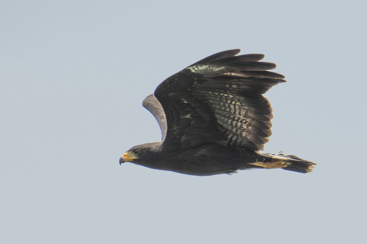 Common Black Hawk - ML640531972