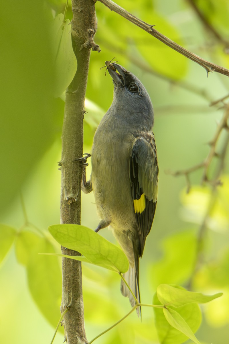 Tangara Aliamarilla - ML640532088