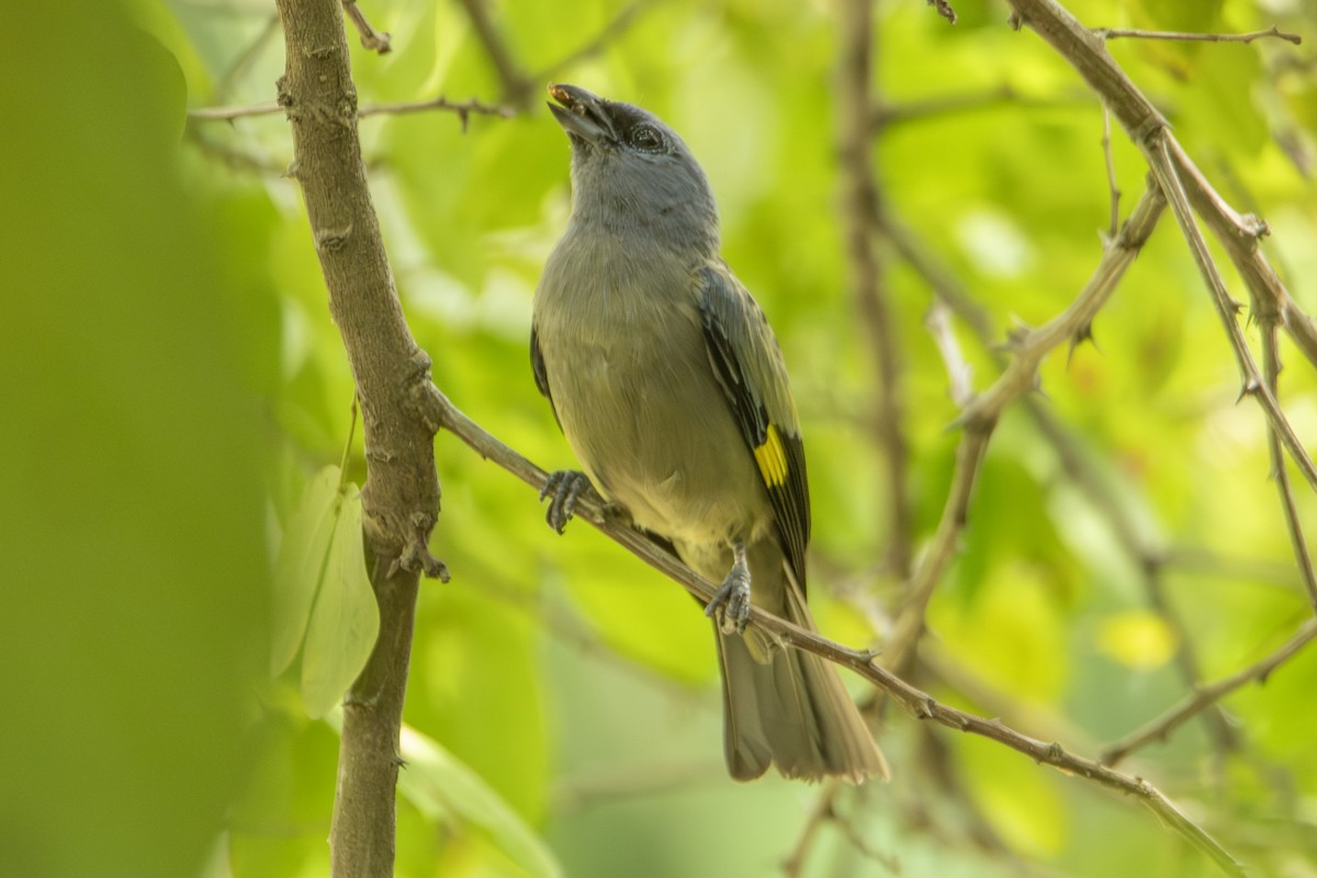 Tangara Aliamarilla - ML640532089
