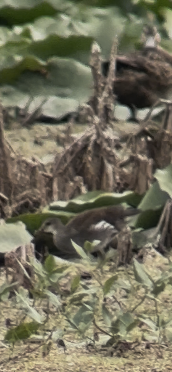Gallineta Americana - ML640532155