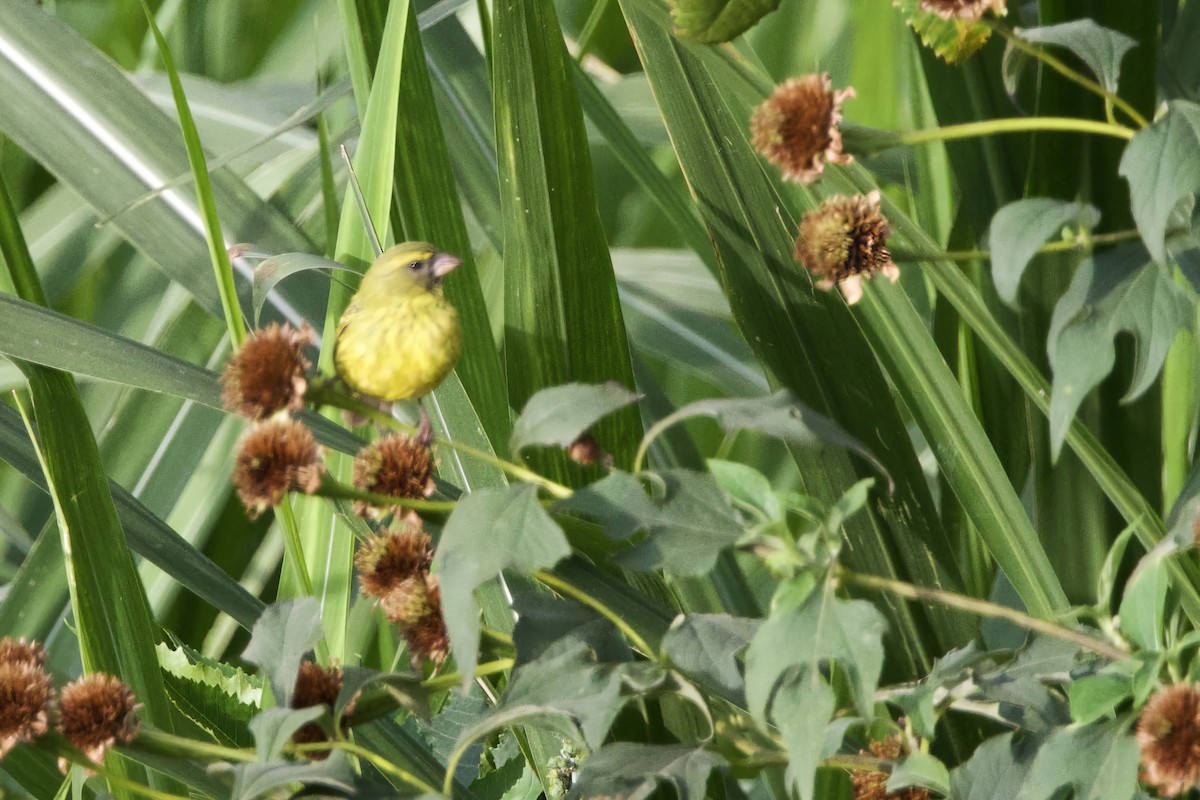 Southern Citril - ML640532176