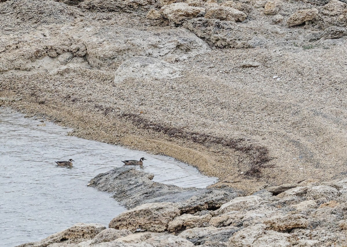 Spectacled Duck - ML640532182