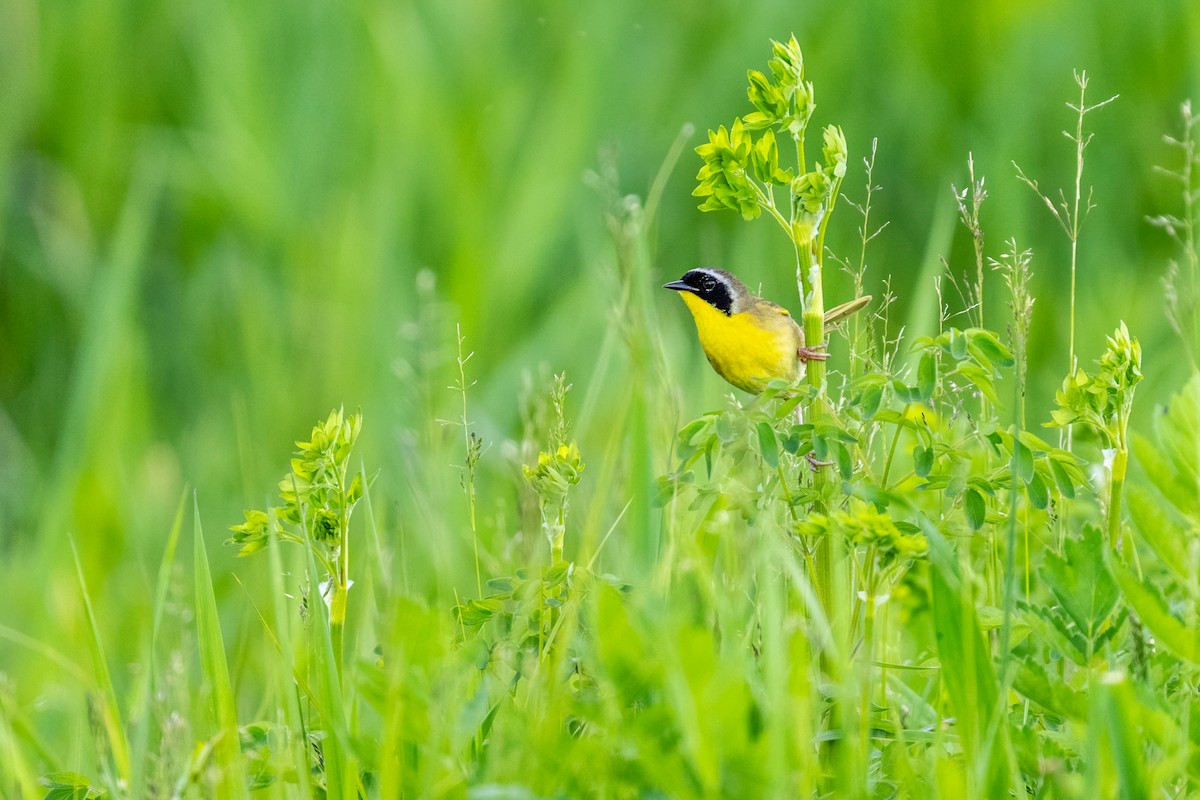 Common Yellowthroat - ML640532209