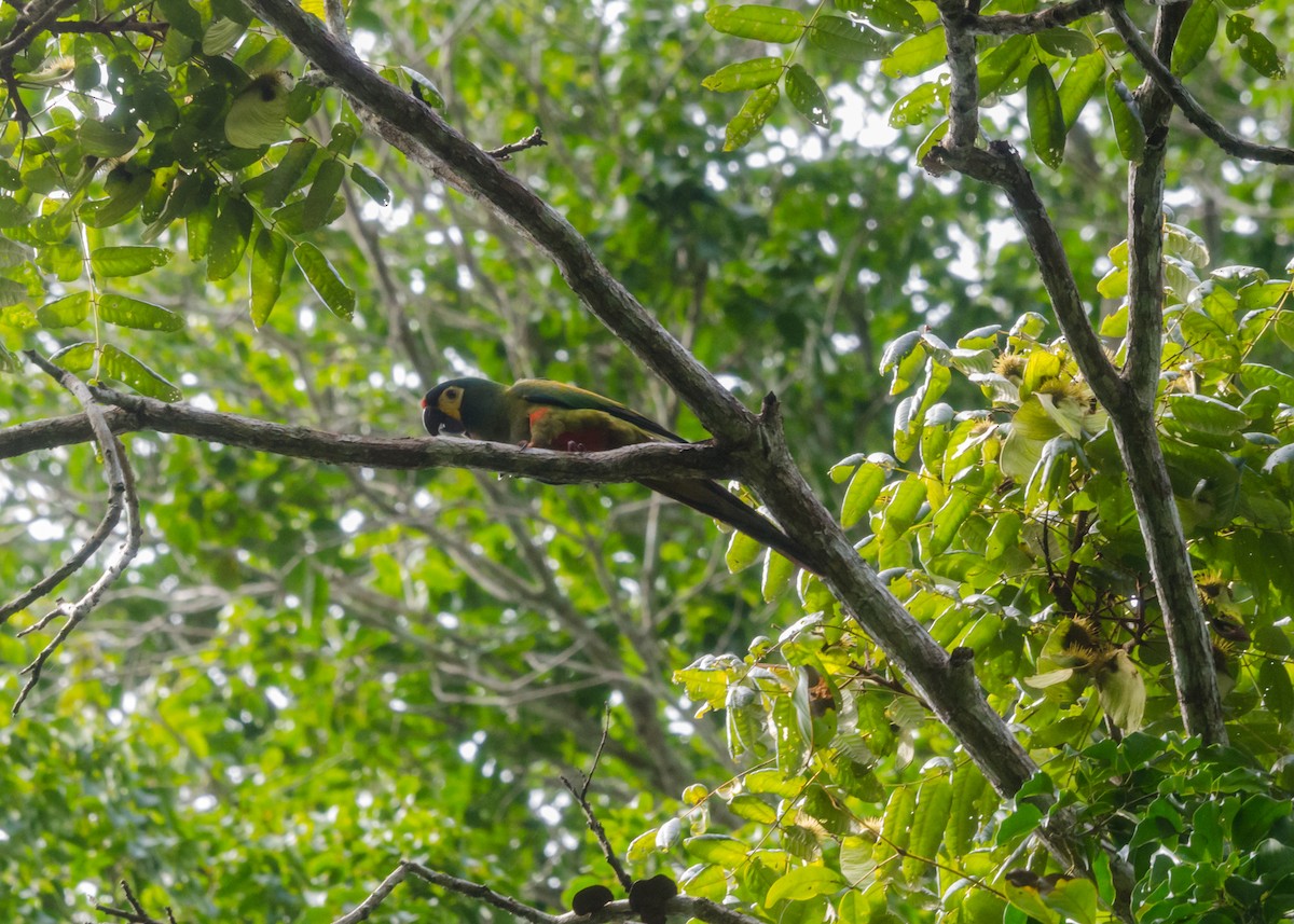 Blue-winged Macaw - ML640532214