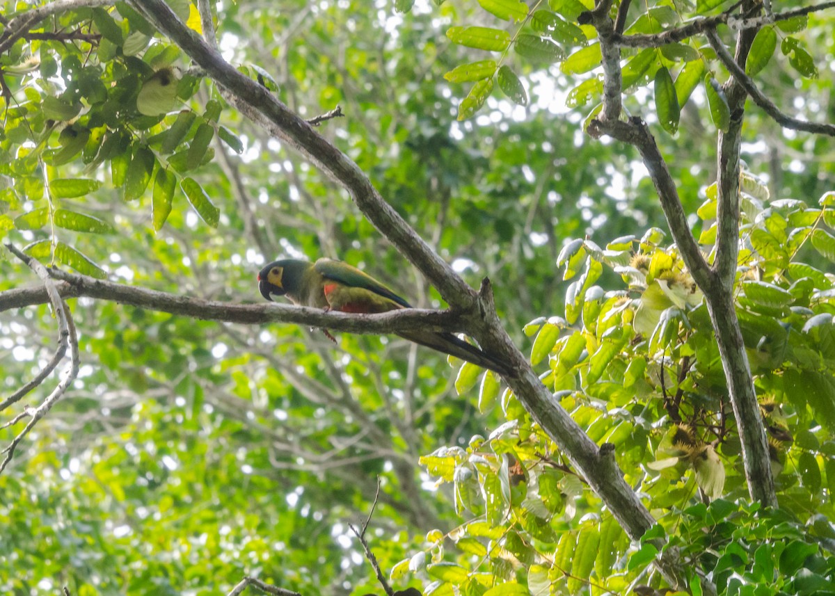 Blue-winged Macaw - ML640532217