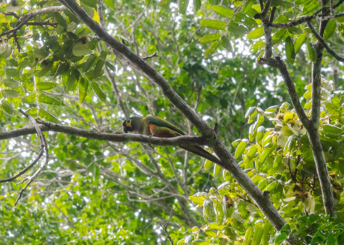 Blue-winged Macaw - ML640532218
