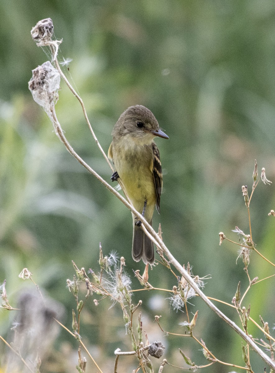 Willow Flycatcher - ML640532279
