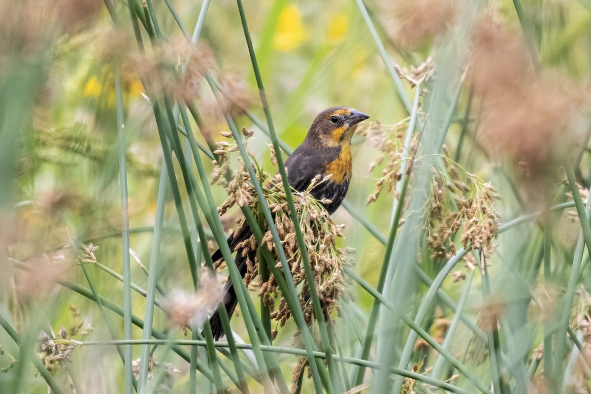 Yellow-headed Blackbird - ML640532298