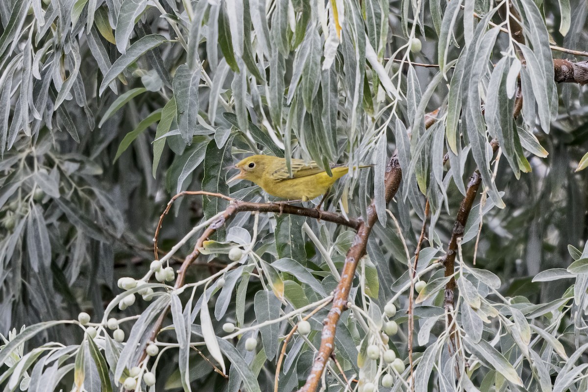 Northern Yellow Warbler - ML640532303