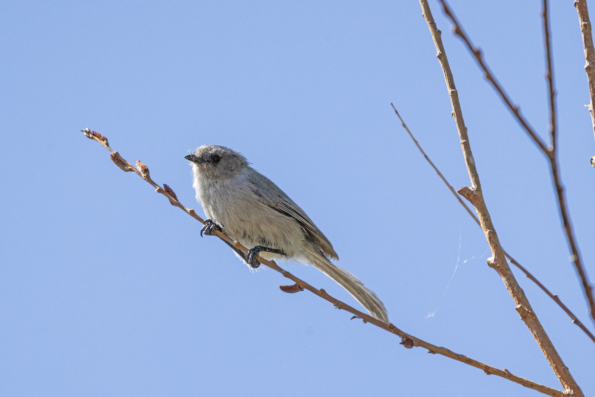 Bushtit - ML640532330