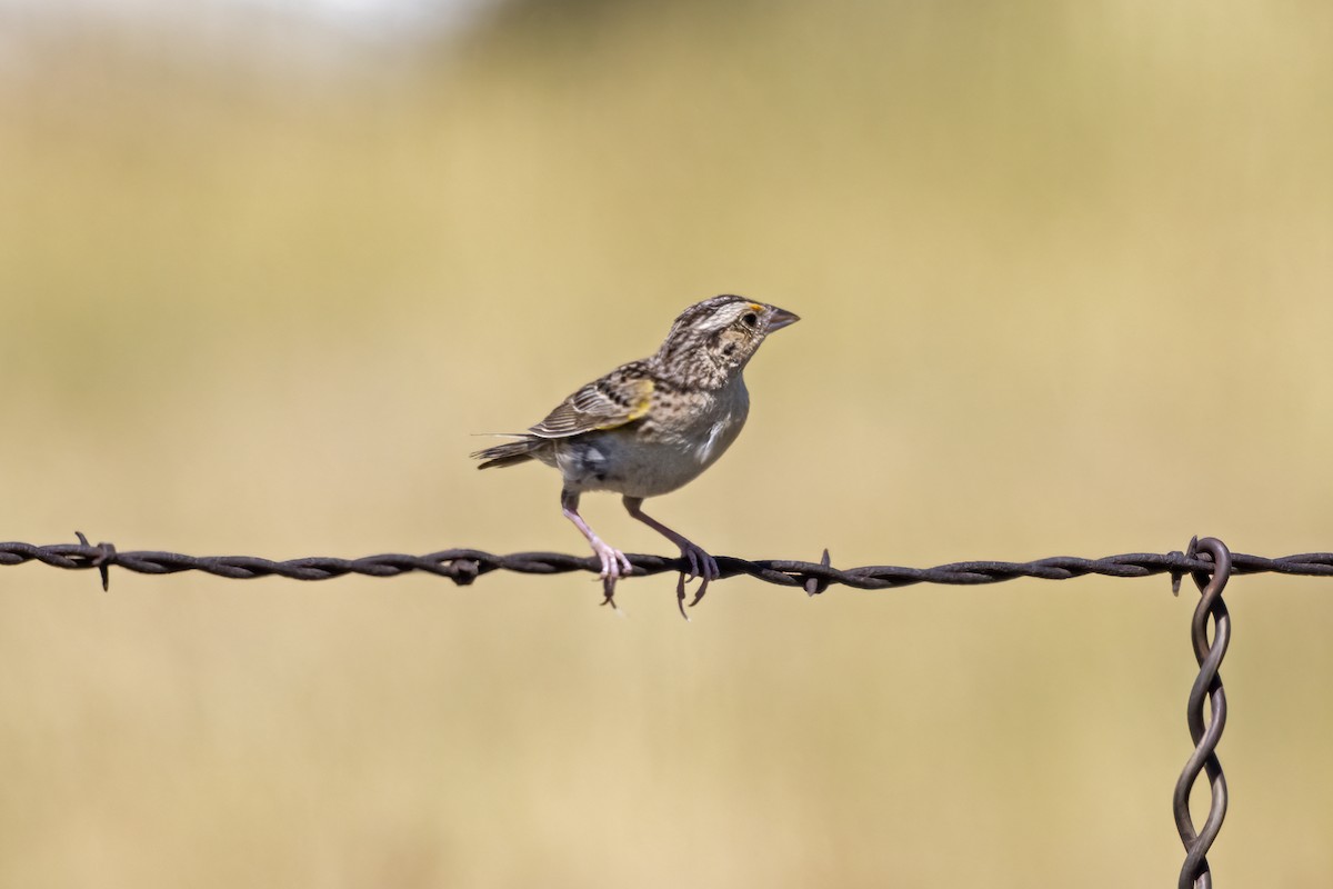 Grasshopper Sparrow - ML640532340
