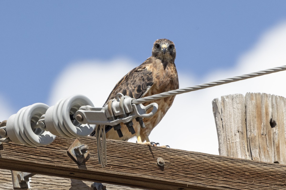 Swainson's Hawk - ML640532355
