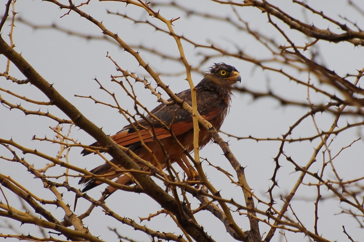 Grasshopper Buzzard - ML640532402
