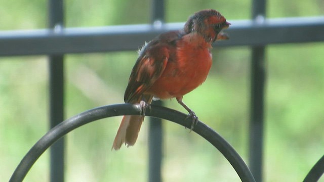ショウジョウコウカンチョウ - ML640532404
