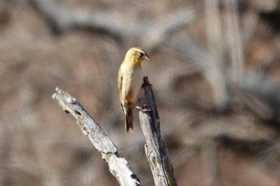 Red-collared Widowbird - ML640532468