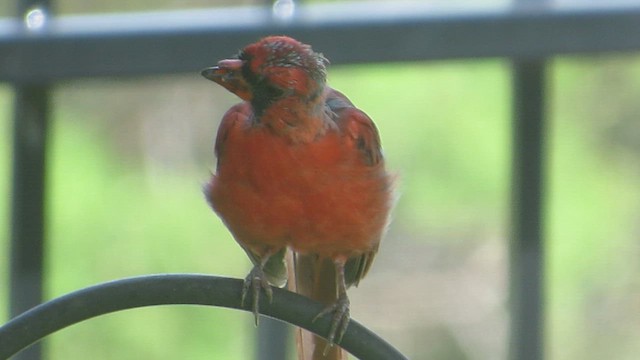 ショウジョウコウカンチョウ - ML640532531