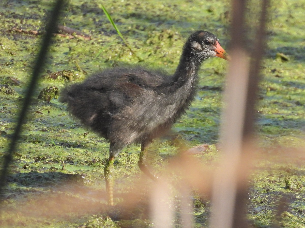 Common Gallinule - ML640532553