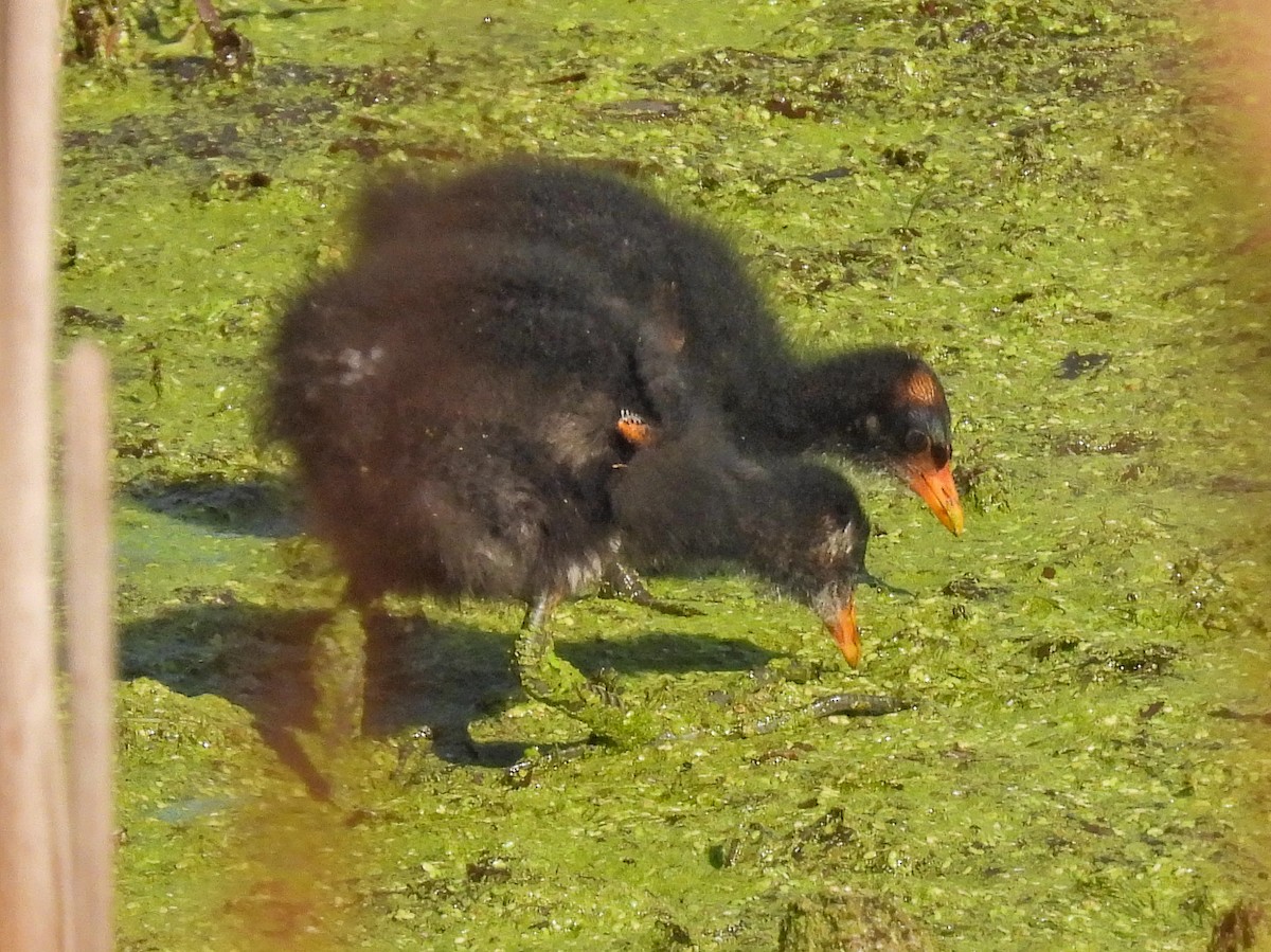 Common Gallinule - ML640532556