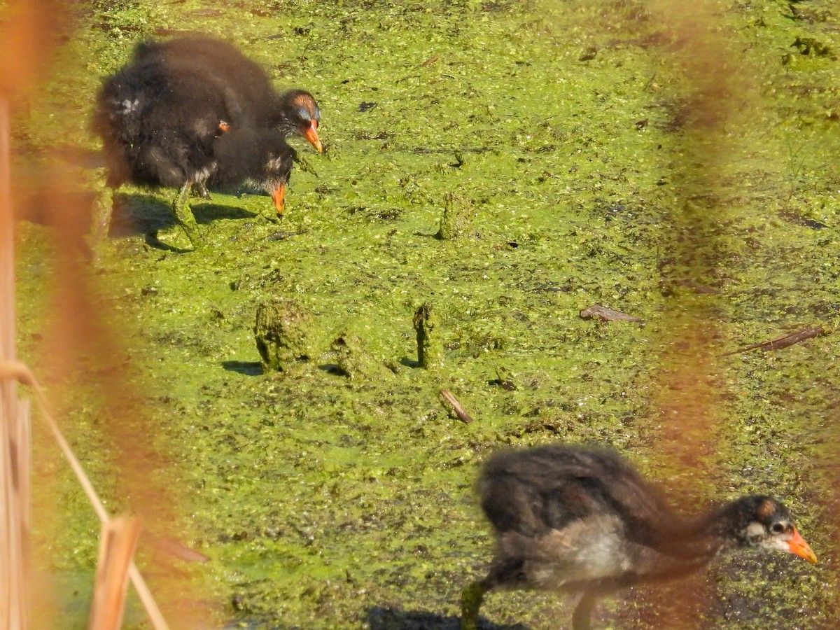 Common Gallinule - ML640532558