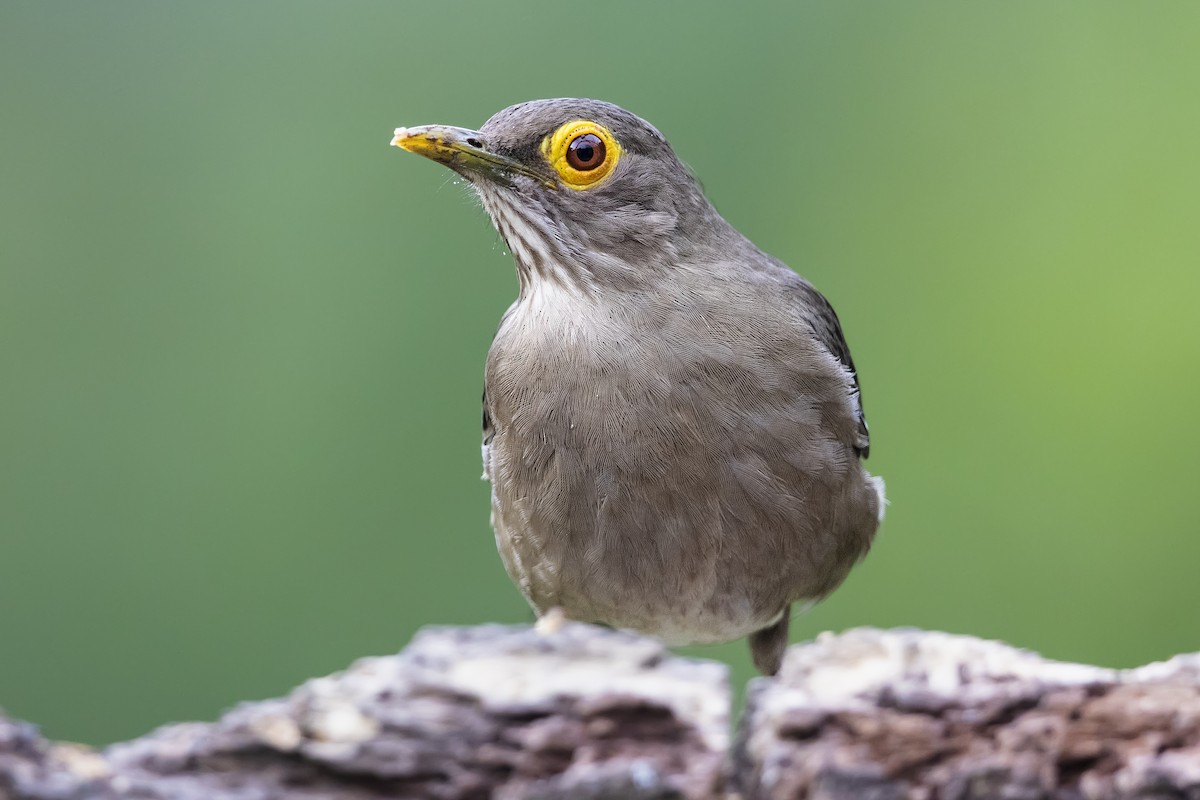 Spectacled Thrush - ML640532559