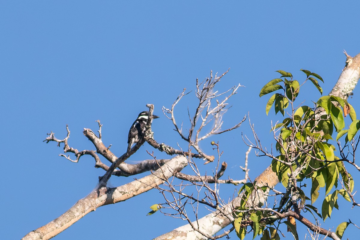 Pied Puffbird - ML640532561