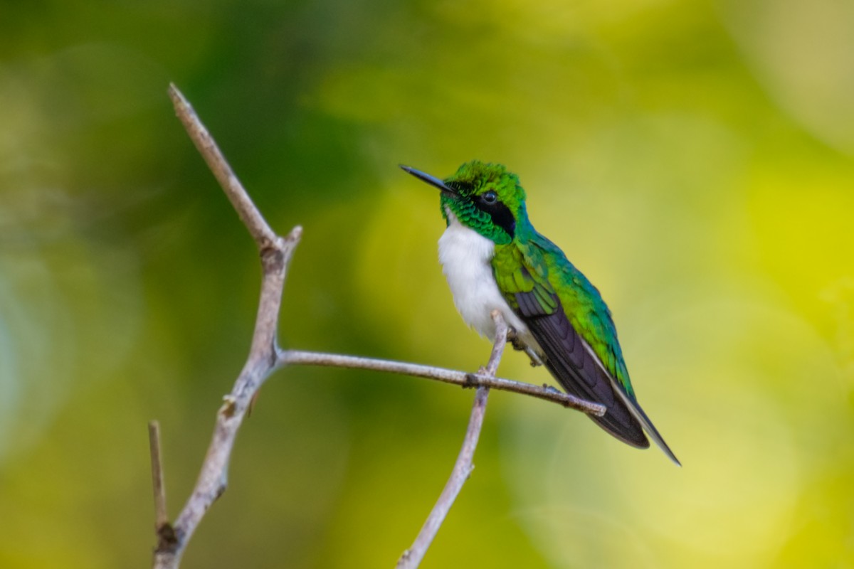 Black-eared Fairy - ML640532562