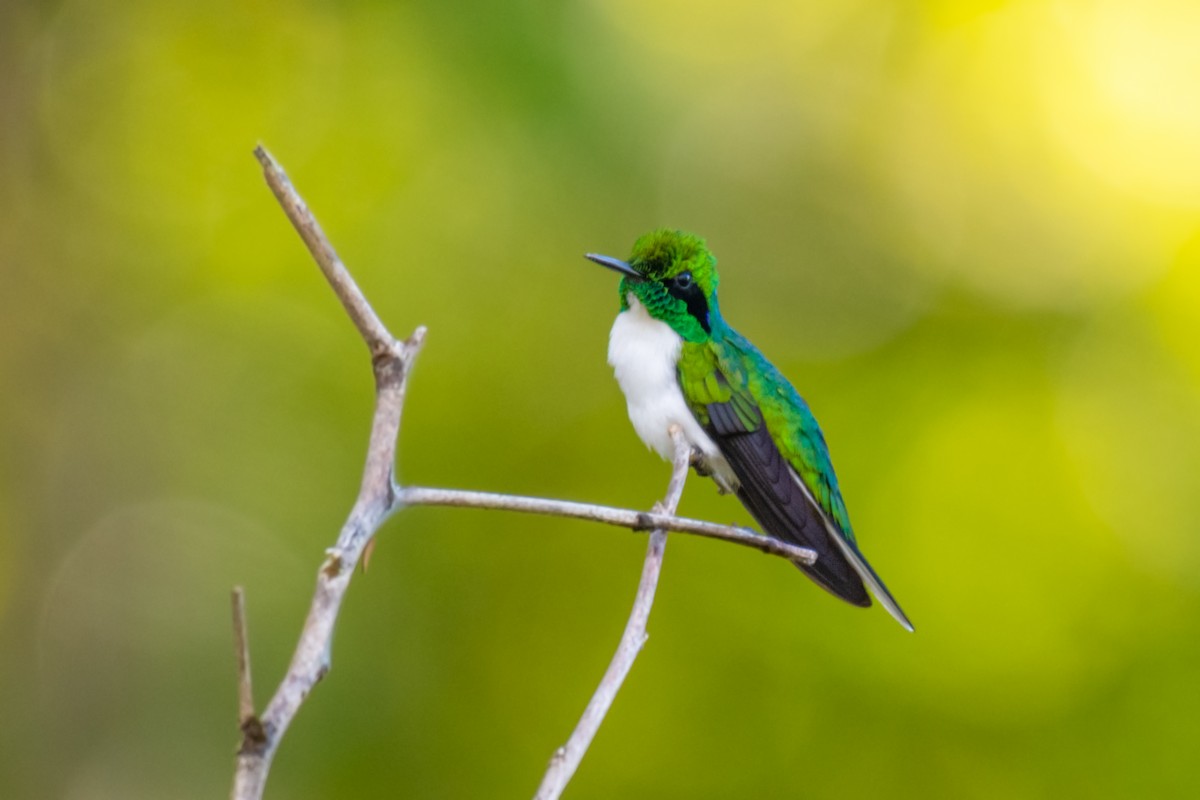 Black-eared Fairy - ML640532563