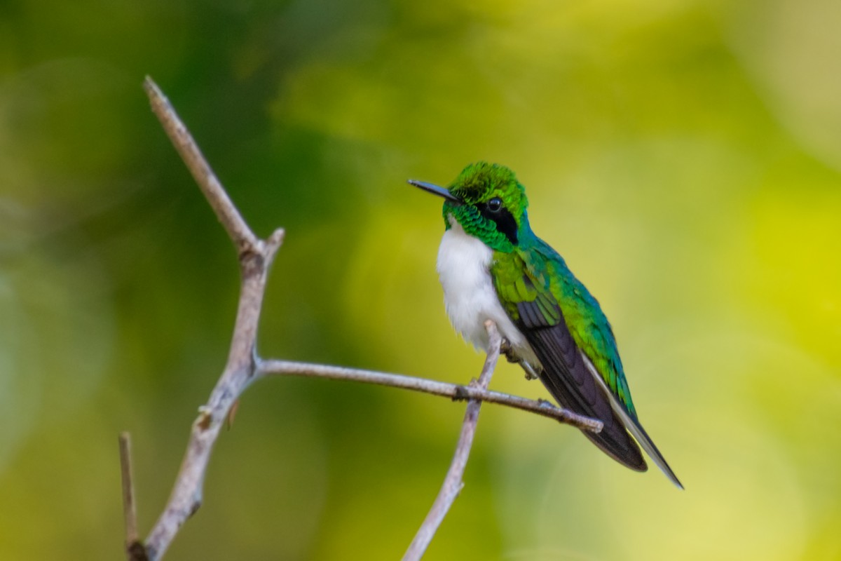 Black-eared Fairy - ML640532564