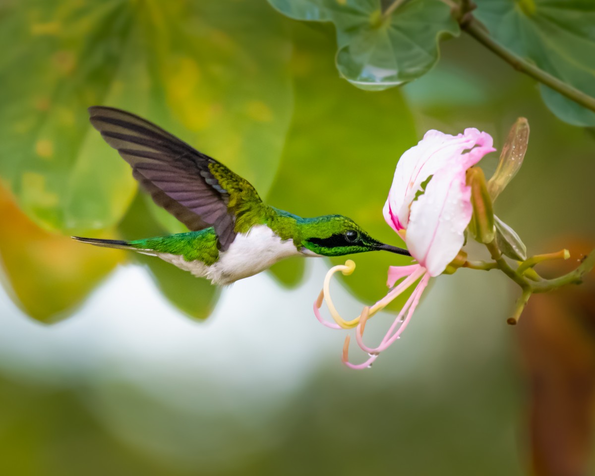 Black-eared Fairy - ML640532567