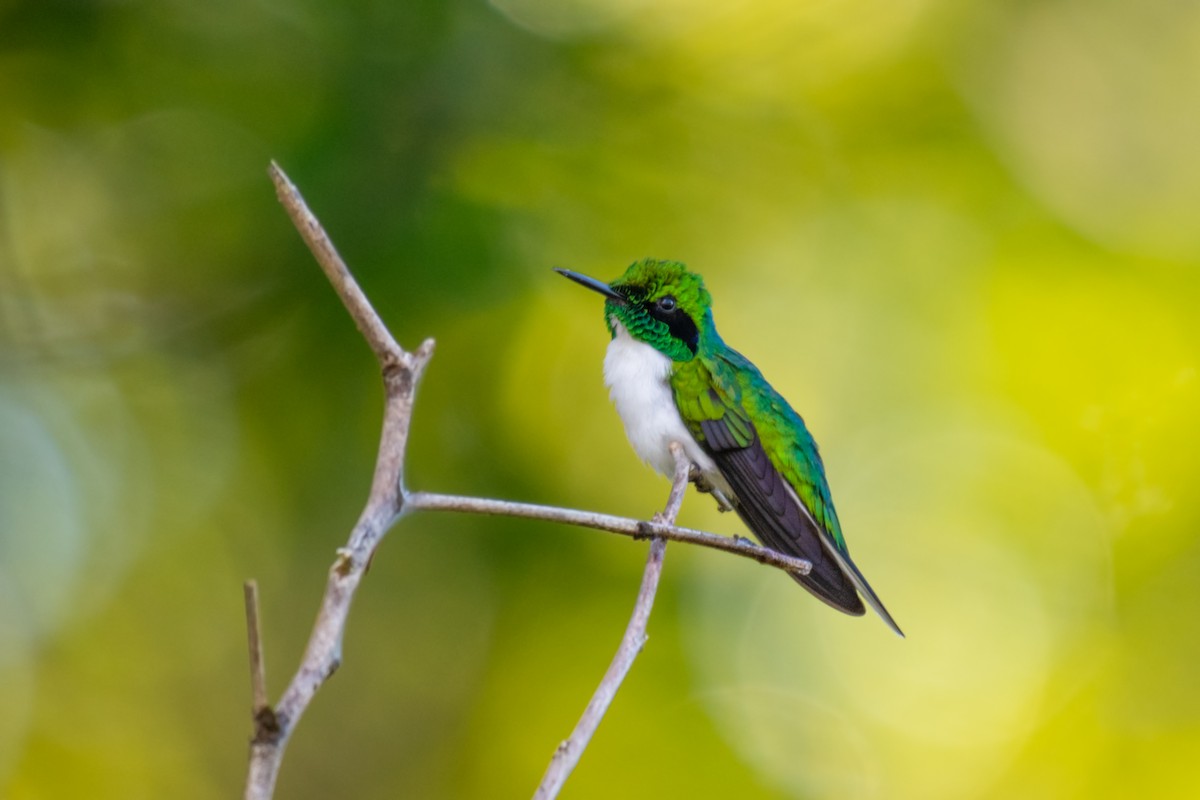 Black-eared Fairy - ML640532568
